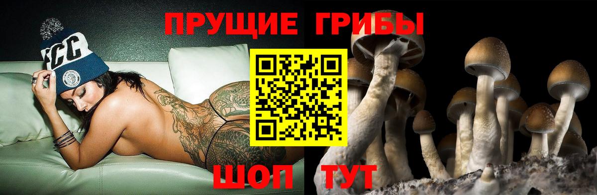 Галлюциногенные грибы Psilocybine cubensis Белебей